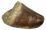 Fossil Mosasaur (Thalassotitan) Tooth - Feeding Worn Tip #345180-1